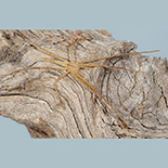 Tibellus minor male